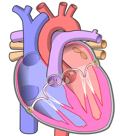 Genio de Anatomía Cheats