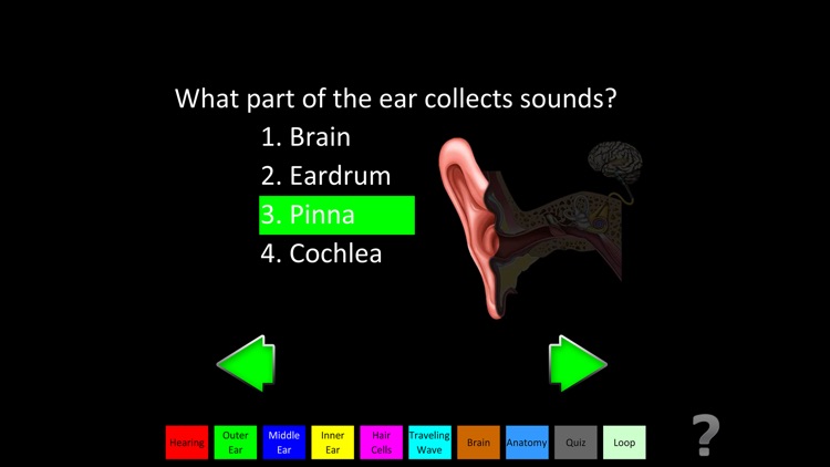 Hearing Anatomy