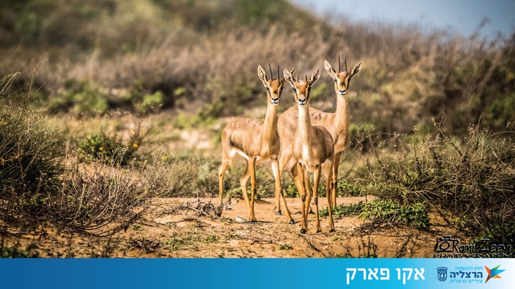 Herzliya x-ze-po screenshot-4