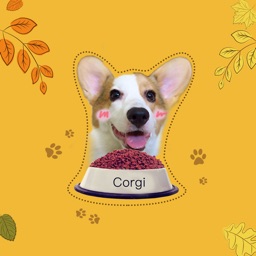 Cute Little Corgi