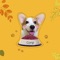 Cute Little Corgi is an app that collects wallpapers and expressions, and selects excellent pictures for users to use as wallpapers, so that you can have beautiful mobile wallpapers every day