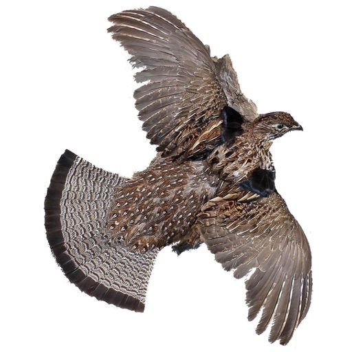 Montana Hunting Access 2019