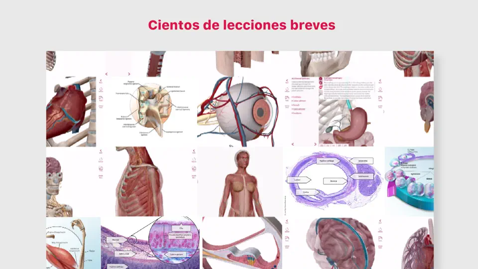 Captura de pantalla de Anatomía & Fisiología en iPhone 2