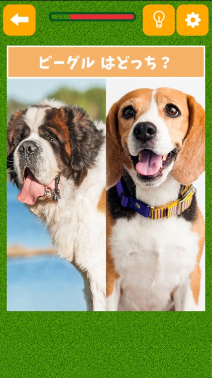 パッと見でわかる？いぬ検定