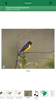birds of brazil iphone resimleri 3