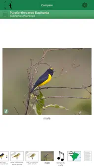 Birds of Brazil iphone bilder 2