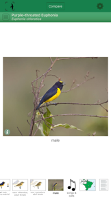 Birds of Brazil screenshot