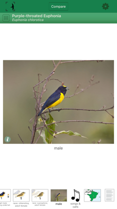Birds of Brazil screenshot 3