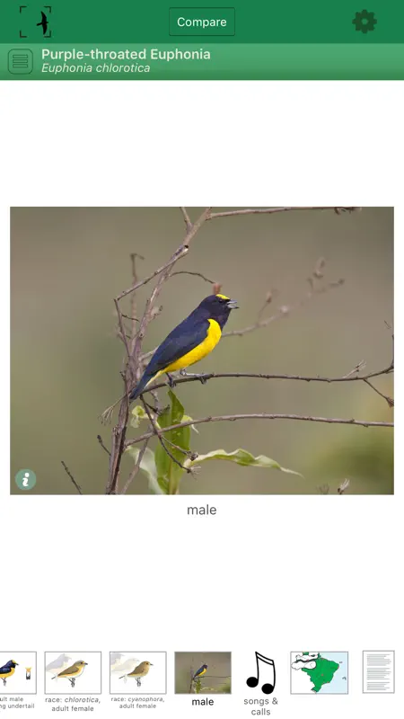 Birds of Brazil screenshot 3 of 5