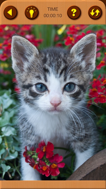 Cat Kitten Jigsaw Puzzle Games screenshot-9