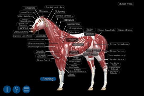 Horse Anatomy: Equine 3Dのおすすめ画像1