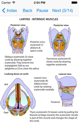 Game screenshot Anatomy Lectures and MCQs hack