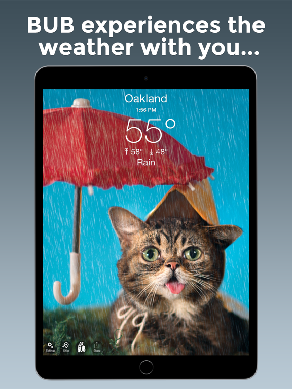 Lil BUB Cat Weather Reportのおすすめ画像2