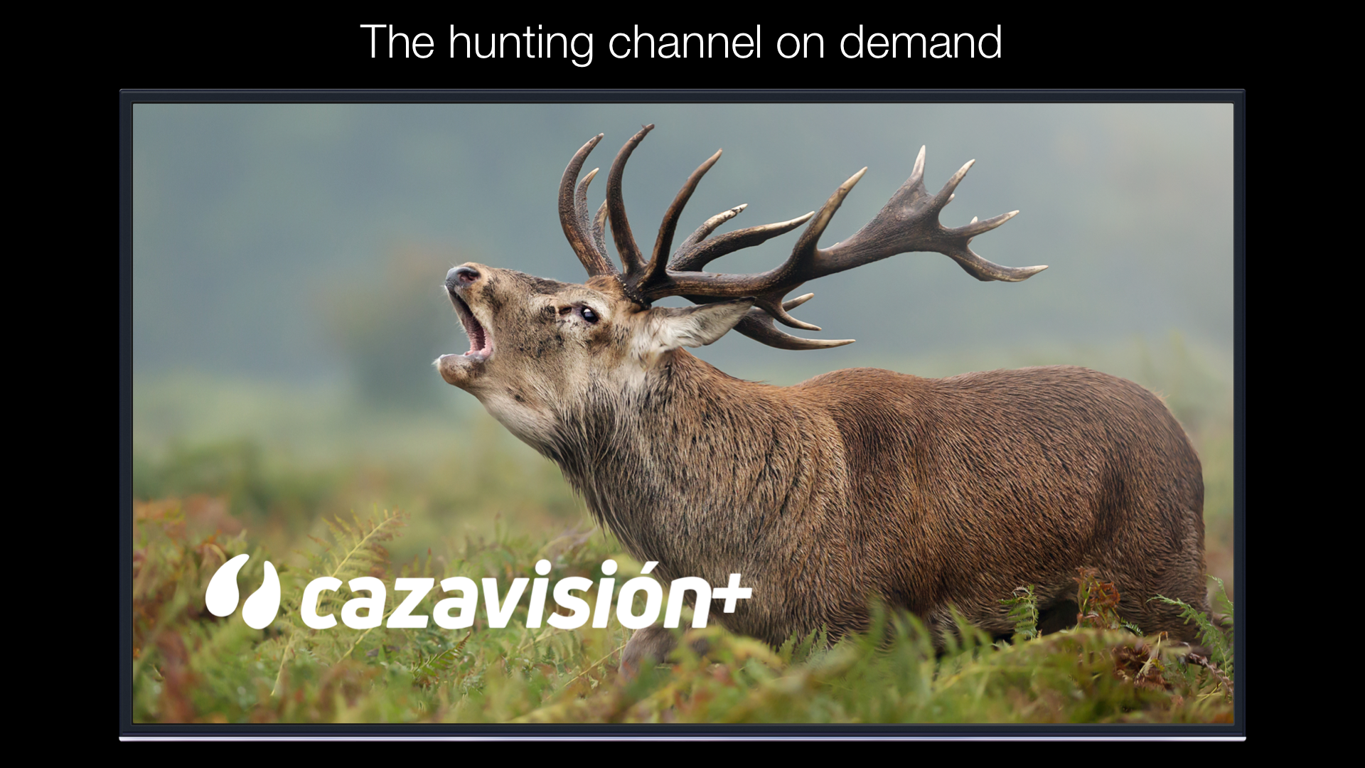 Cazavisión+ screenshot 11