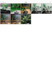 bonsai album ipad capturas de pantalla 4