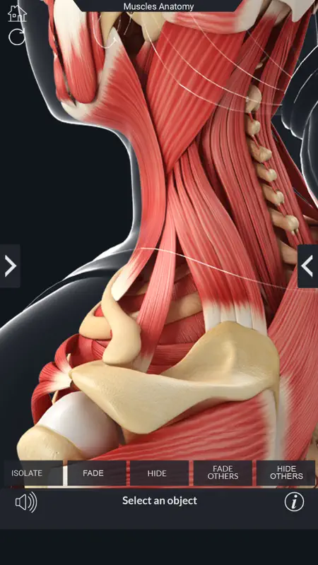 My Muscle Anatomy screenshot 6 of 8