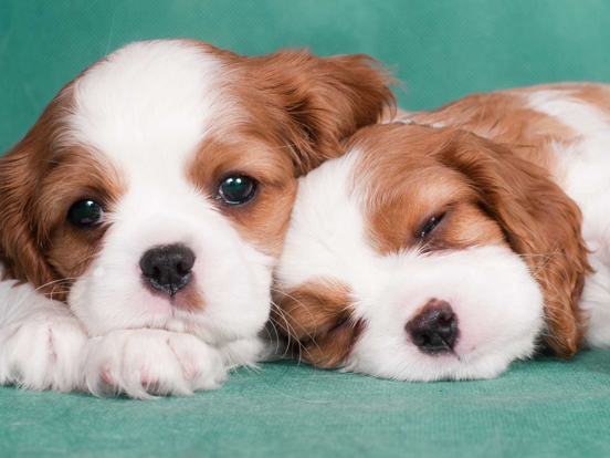 Dotsee iPad screenshot 8 - Lifestyle app