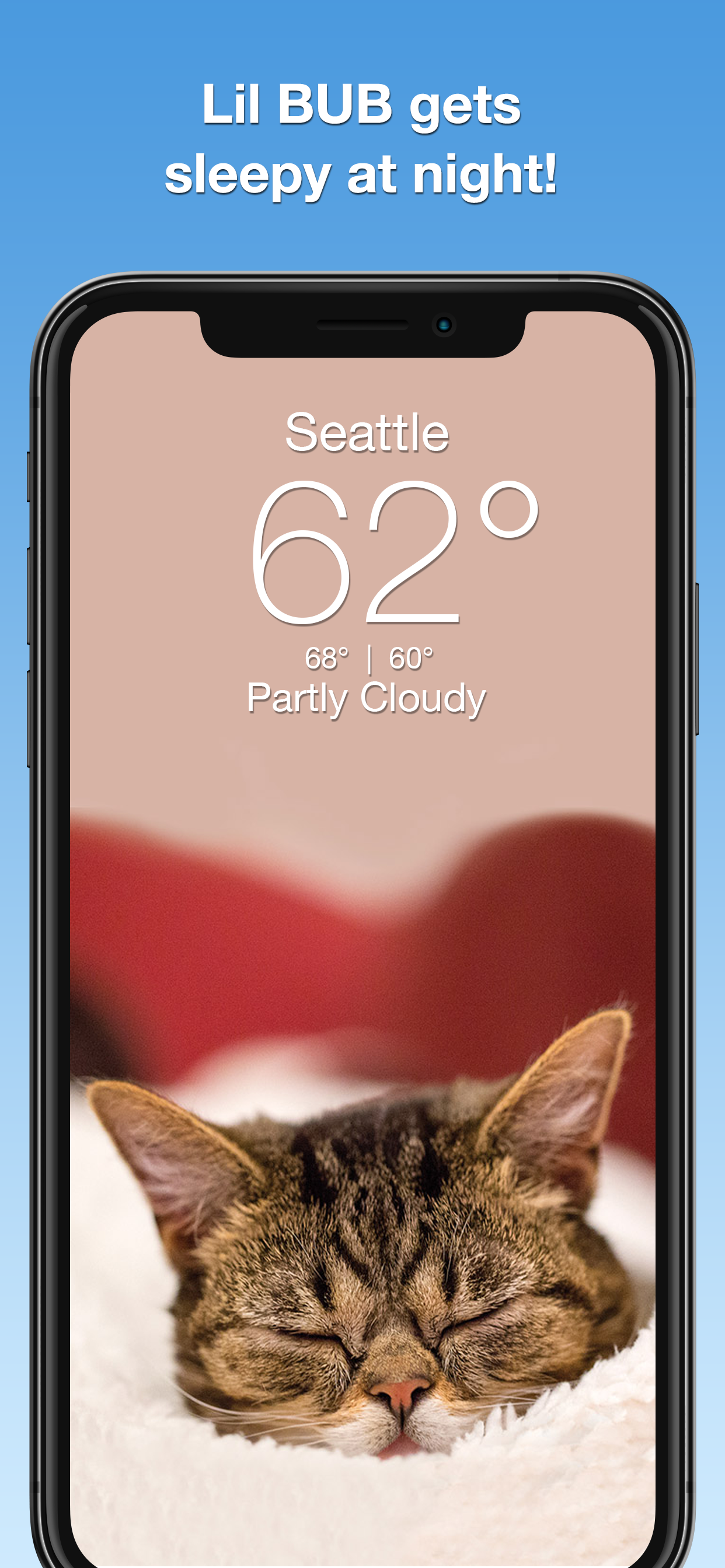 Lil BUB Cat Weather Report