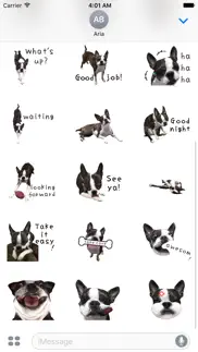iggy - animated boston terrier problems & solutions and troubleshooting guide - 3
