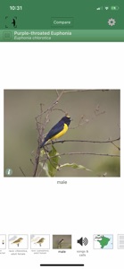 Birds of Brazil screenshot #3 for iPhone