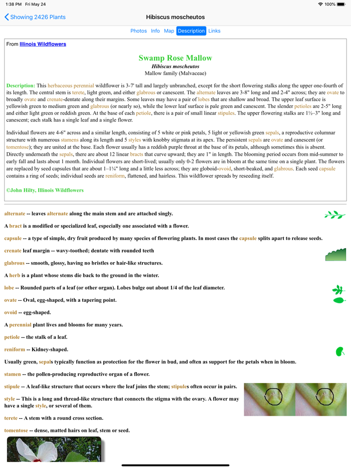 Kentucky Wildflowers