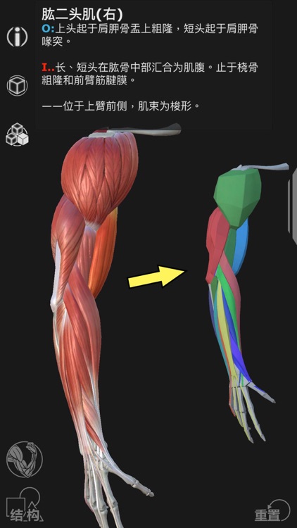 Artist's Anatomy screenshot-6