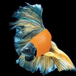 Flashy Fish: Design Evolution