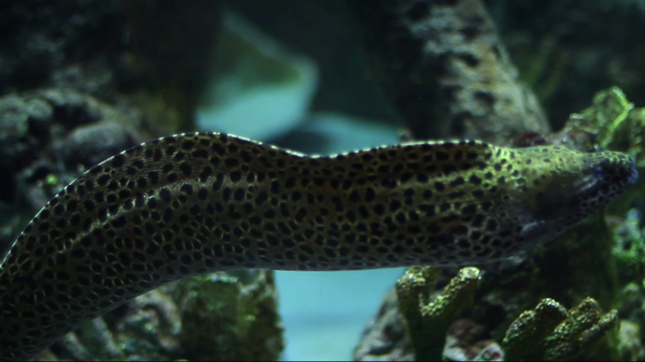 Screenshot #2 pour Deap Sea Aquarium 4K