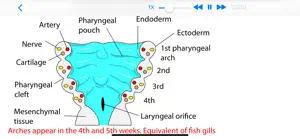 Embryology Lectures screenshot #3 for iPhone