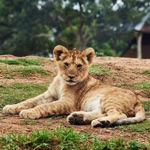 友達や家族と共有するライオンの写真
