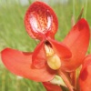 Chikanda Orchid Key