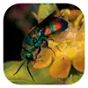 eInsects of South Africa problems & troubleshooting and solutions