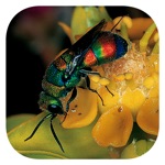 Download EInsects of South Africa app