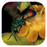 EInsects of South Africa App Support