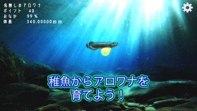 稚魚から育てるアロワナのおすすめ画像1