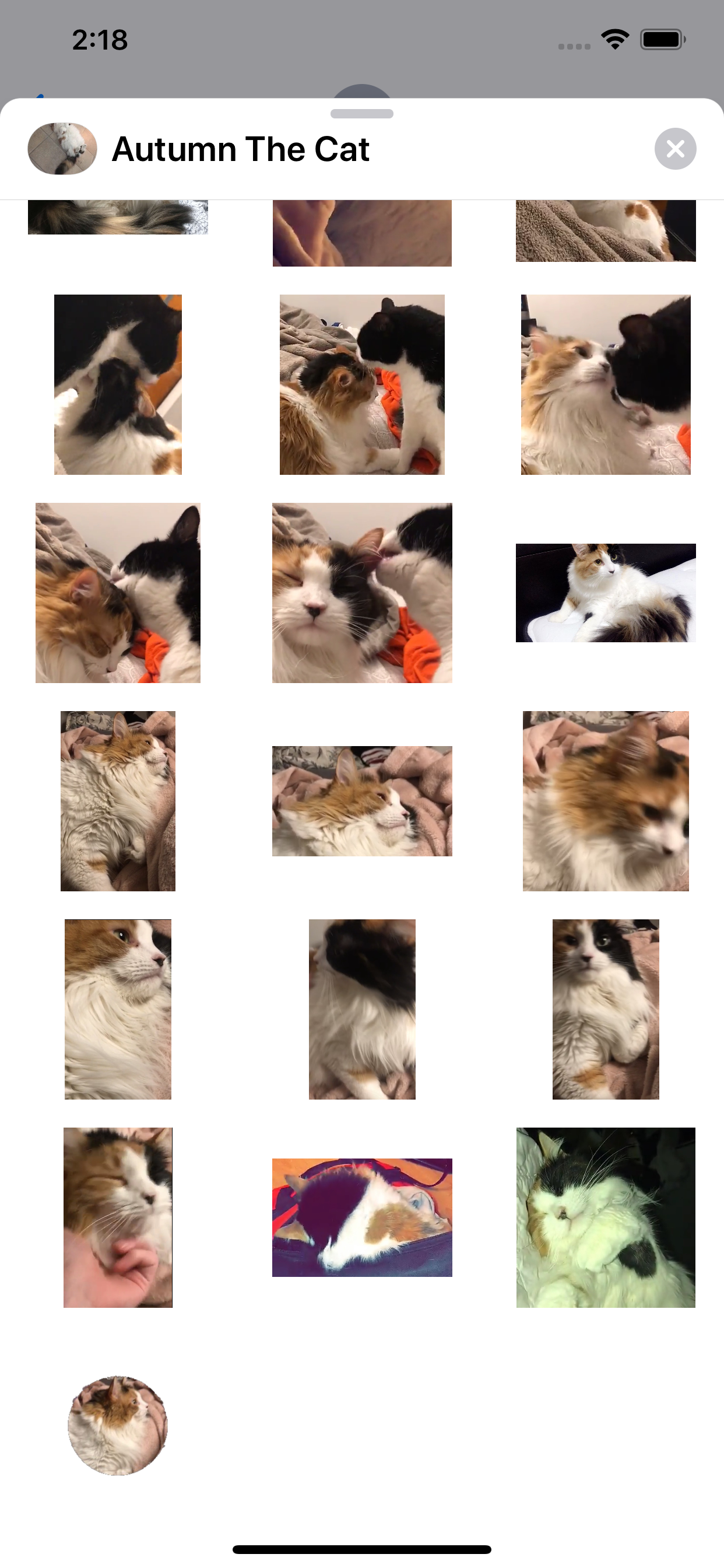 Autumn The Cat