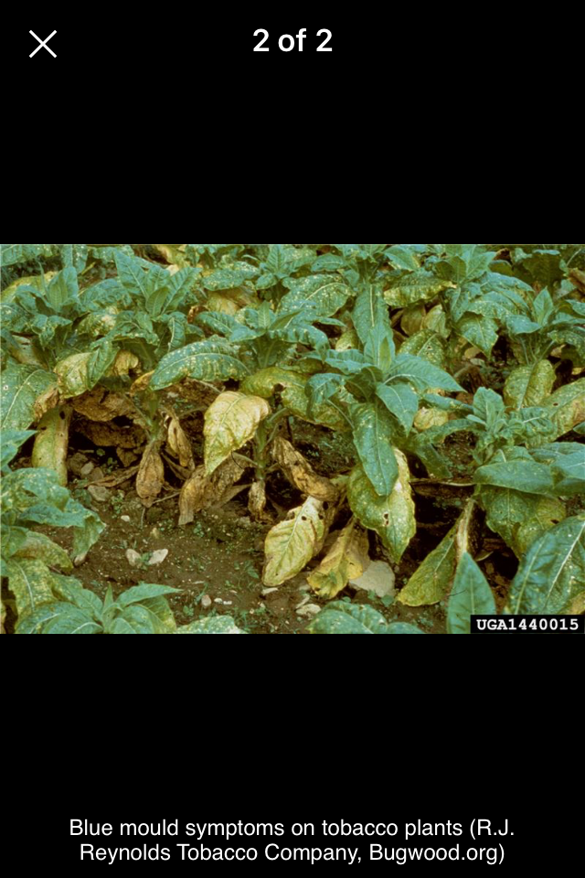 Tobacco IPM
