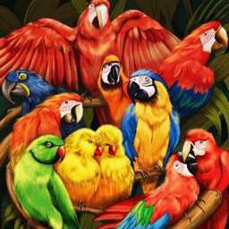 Parrots Card Game