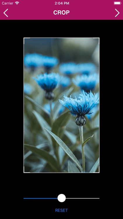 Flower Pictures - Effects