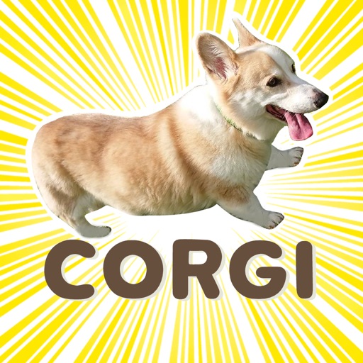 Fluffy cute Corgi Stickers