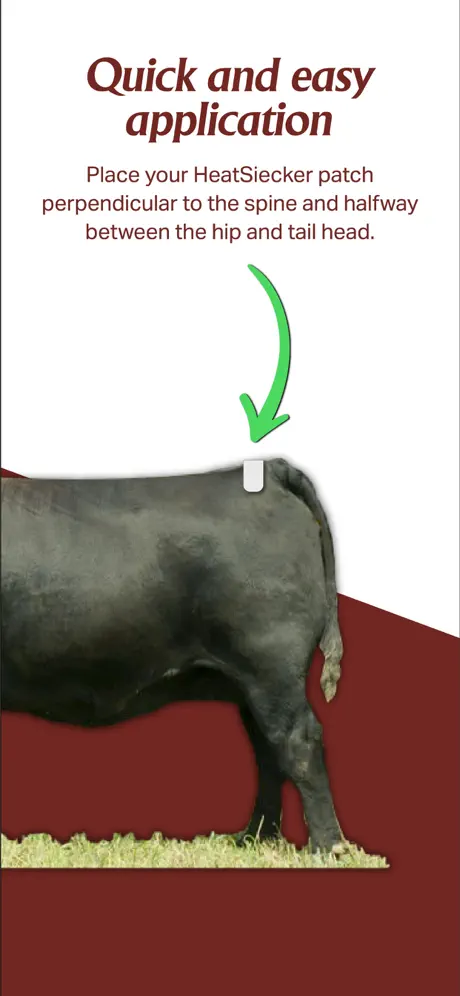 HeatSiecker