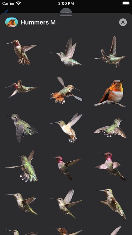 Hummingbirds - Medium (Retina)