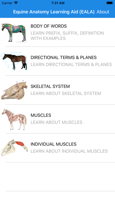 Equine Anatomy Learning Aid Screenshot