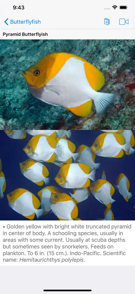 Scuba Fish Hawaii