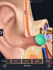 my ear anatomy ipad resimleri 2