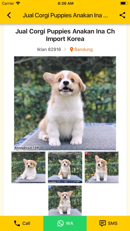 AnjingDijual screenshot-5