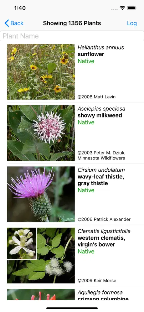 Utah Wildflowers