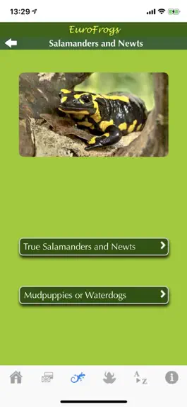 Game screenshot EuroFrogs apk