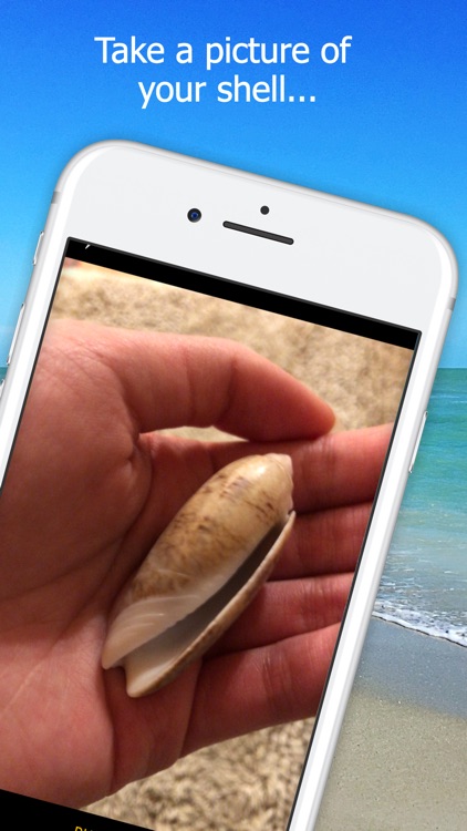 Shell Museum: Identify Shells