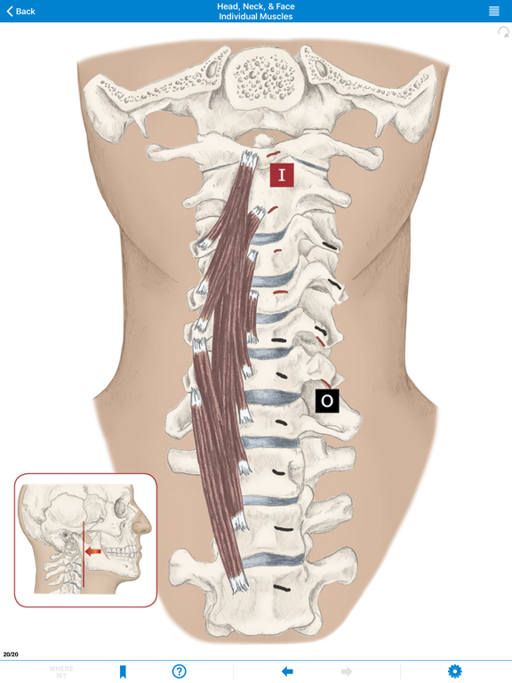 AMTA Massage Anatomy Guide iPad screenshot 5 - Medical app